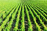 vineyard, Burgundy, France