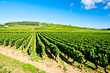 vineyards of Cote de Beaune near Pommard, Burgundy, France