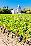 vineyard and Chateau Tronquoy Lalande, Saint-Estephe, Bordeaux R