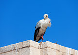 Stork on the wall