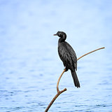 Cormorant on a dry tree above water