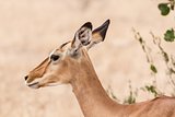 Close up portrait of an impala