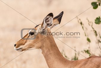 Close up portrait of an impala