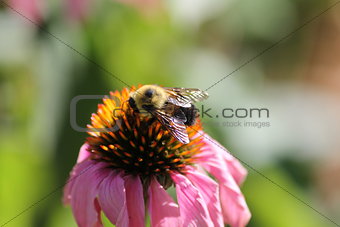 Bee on A Flower