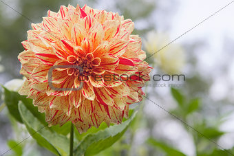 Variegated Dahlia Flower Closeup