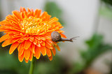 flower and Snail