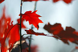 Oak red leaves in autumn