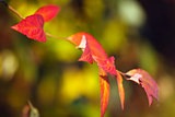 Red leaves in autumn