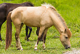 Horse in field 