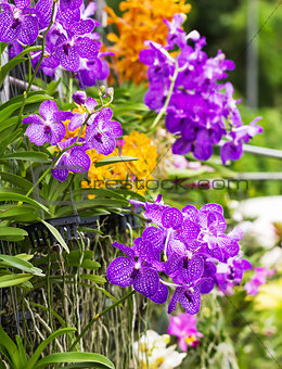 Purple Vanda orchid 