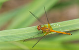 Orange dragonfly on a green leaf
