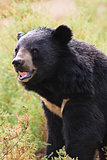 Asian Black Bear portrait
