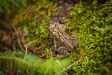 frog on mossy ground