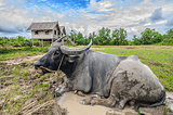 Livestock farmer in Thailand or Asia.