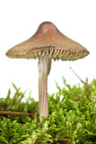 Poisonous agaric (Mycena inclinata) on the green moss