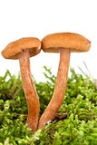 Poisonous agaric (Laccaria proxima) on the green moss