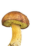 Closeup shot of boletus badius mushroom