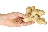 Hand hold ginger root