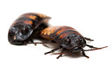 two Madagascar cockroaches