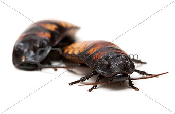 two Madagascar cockroaches