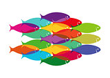 Colourful Fish Shoal