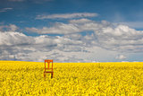 Lonely chair on the empty rape field