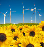  sunflowers with drops  ahead wind power plant