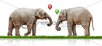 couple of the elephants 