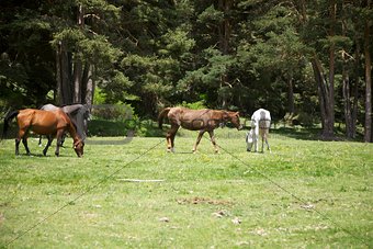 four horses in Gredos natural park