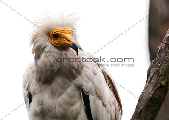 The egyptian vulture