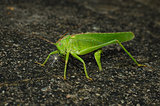 Locust laying eggs