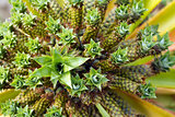 Dwarf Pineapple -  Ananas nanus