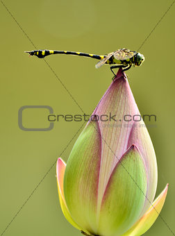 Dragonfly and Lotus