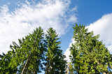 pine forest under deep blue sky in mountain Carpathians