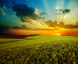 sunset with dramatic sky over agricultural green field