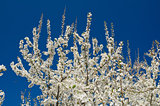 Blooming spring tree branches with white flowers over blue sky