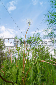 old dandelion in green grass field and blue sky