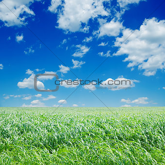 field with green Sudan grass under deep blue sky with clouds