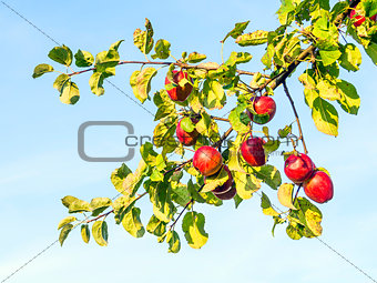 ripe and red apples