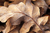 Old oak leaf