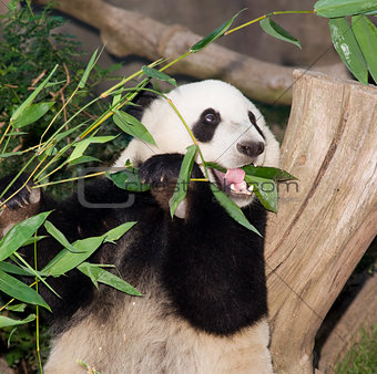 Panda Eats Lunch