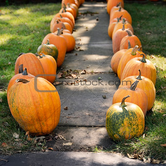 Large Pumpkins Along A Sidewalk