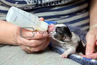 Puppy fed of baby bottle