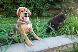 Two Tibetan mastiff puppy outdoors