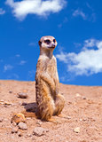 Portrait of a meerkat