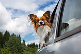 Dog traveling in the car