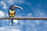 Black-necked Aracari  