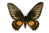 Butterfly series - Rare Beautiful Butterfly
