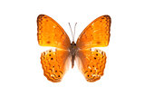 Butterfly series - Beautiful Butterfly