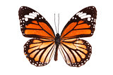 Butterfly series - The Common Tiger (Australia)